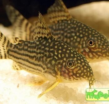 Corydoras sterbai