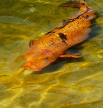 Cyprinus carpio