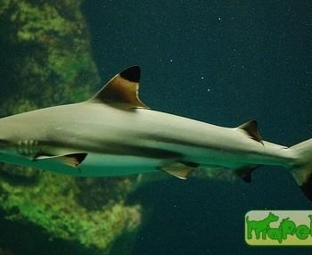 Carcharhinus melanopterus