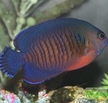 Centropyge bispinosa