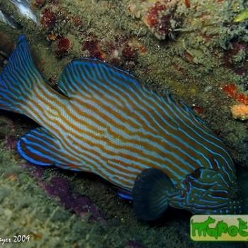 Cephalopholis formosa