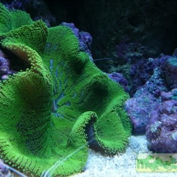 Stichodactyla haddoni (Stoichactis haddoni)