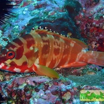 epinephelus fasciatus