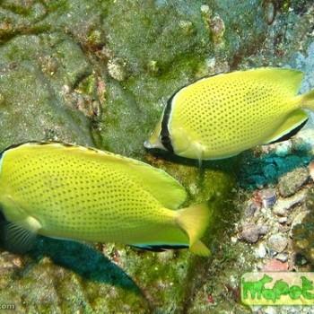 Chaetodon citrinellus