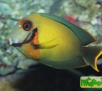 Acanthurus pyroferus