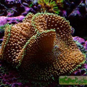 Ricordea florida