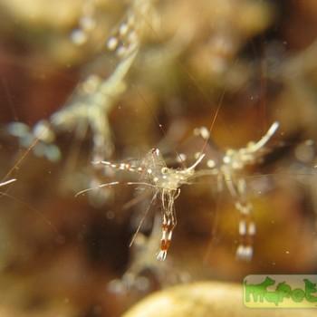 Urocaridella antonbruunii