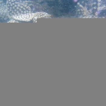Turbinaria sp.