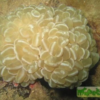 Physogyra sp.
