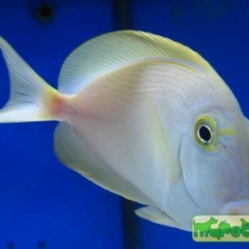 Acanthurus xanthopterus