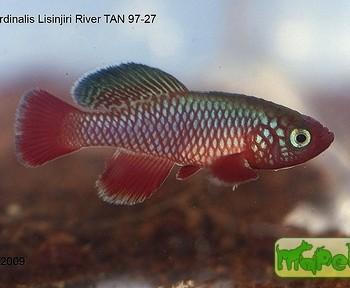 Nothobranchius rubripinnis