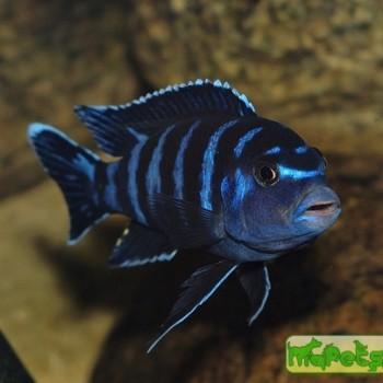 Pseudotropheus demasoni