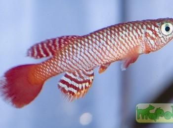 Nothobranchius flammicomantis