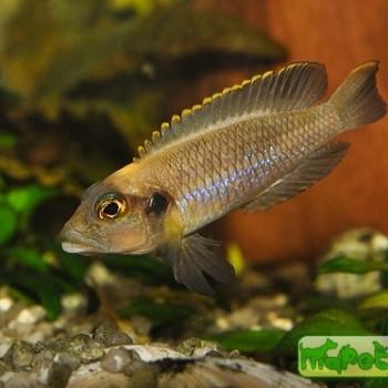 Lamprologus ocellatus