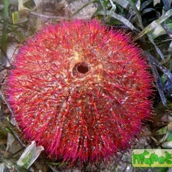 Salmacis bicolor