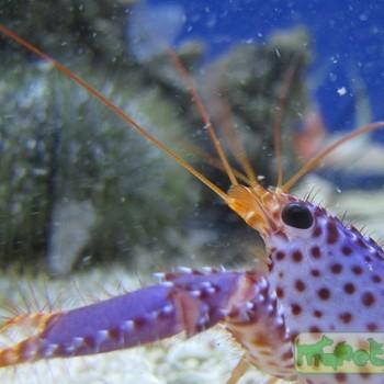 Enoplometopus daumi
