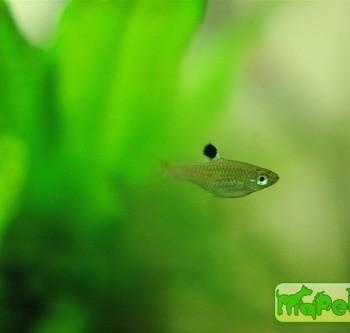 Rasbora dorsiocellata dorsiocellata