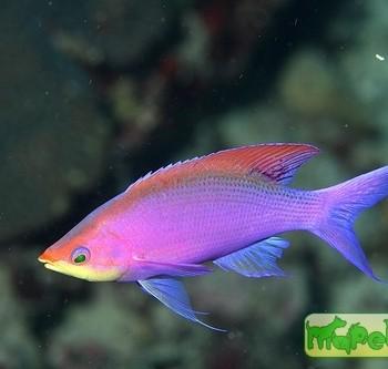 Pseudanthias (Mirolabrychthys) tuka