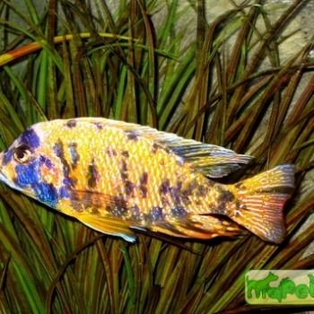 Labeotropheus fuelleborni