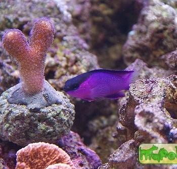 Gramma melacara