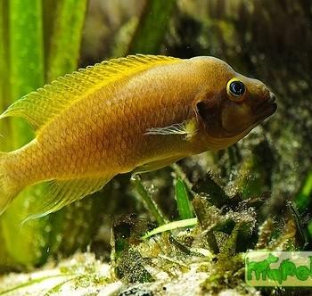 Neolamprologus pulcher