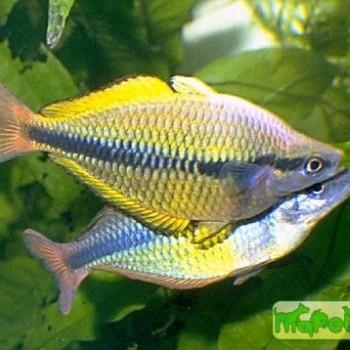 Melanotaenia herbertaxelrodi