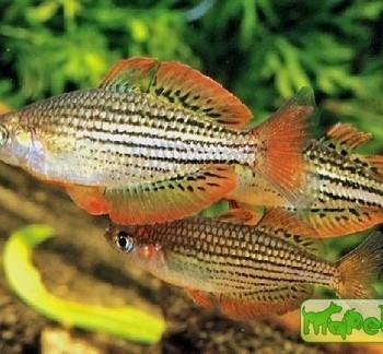 Melanotaenia maccullochi