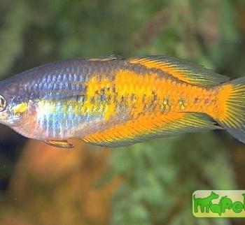 Melanotaenia parkinsoni var.