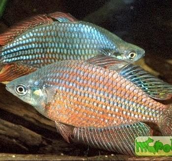 Melanotaenia splendida