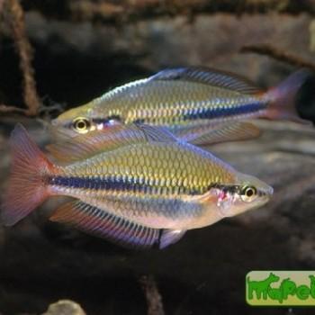 Melanotaenia trifasciata
