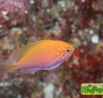 Serranocirrhitus latus