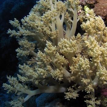 Capnella sp.