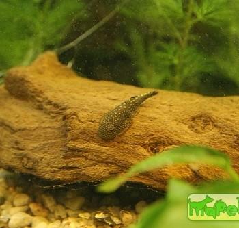Gastromyzon punctulatus