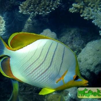 Chaetodon xanthocephalus