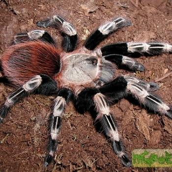 Бразильский красно-белый птицеед