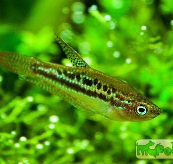 Trichopsis pumila