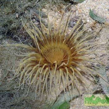 Ceriantharia varia