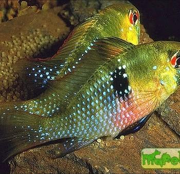 Microgeophagus ramirezi