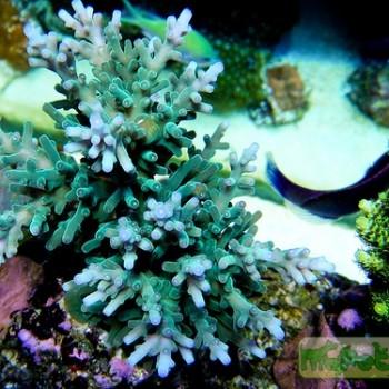 Acropora sp.