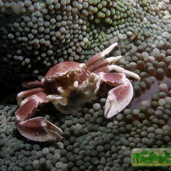 Neopetrolisthes maculatus (Petrolisthes maculatus)
