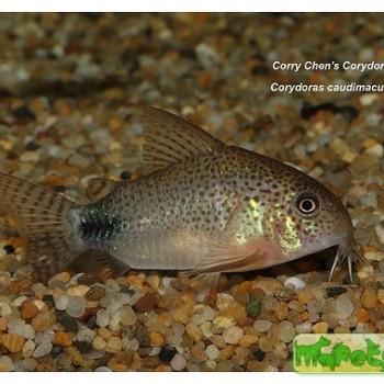 Corydoras caudimaculatus
