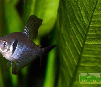 Hyphessobrycon megalopterus (Megalamphodus megalopterus)