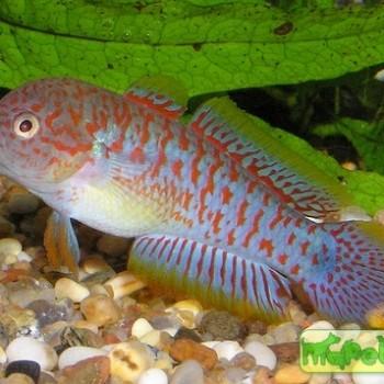 Tateurndina ocellicauda