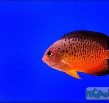 Centropyge ferrugata