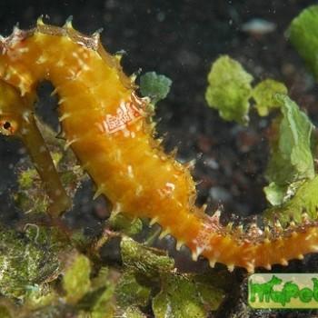 Hippocampus hystrix