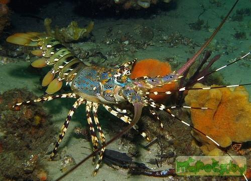 Panulirus ornatus