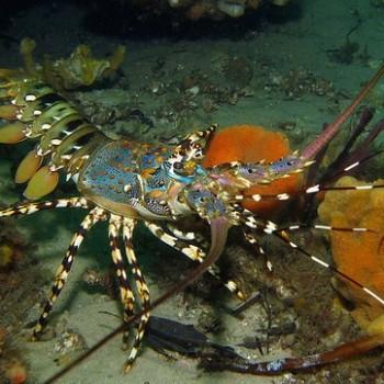 Panulirus ornatus