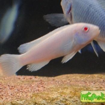 Pseudotropheus fainzilberi var. albino