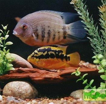 Cichlasoma salvini