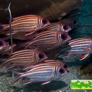 Sargocentron cornutum
